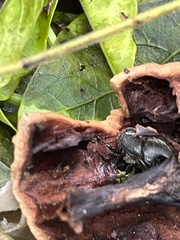Onthophagus hecate
