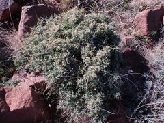 Melolobium microphyllum