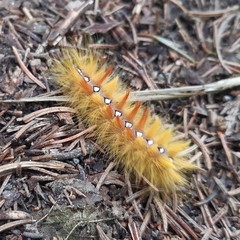 Acronicta aceris