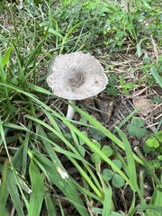 Amanita vaginata