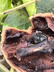 Onthophagus hecate