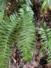 Polystichum acrostichoides