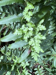 Lygodium japonicum