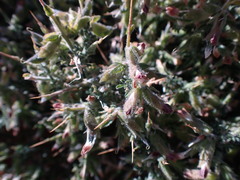 Melolobium microphyllum