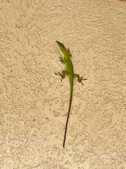 Anolis carolinensis