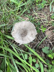 Amanita vaginata