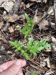 Lygodium japonicum