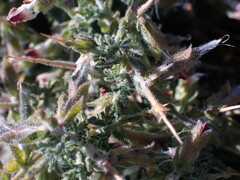 Melolobium microphyllum