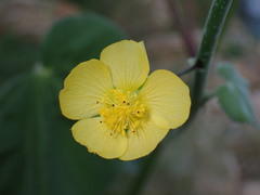 Abutilon reventum