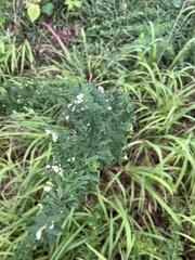 Lespedeza cuneata