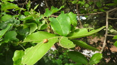 Epilachna tredecimnotata