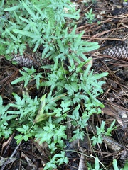 Lygodium japonicum