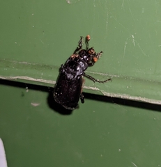 Nicrophorus nigrita