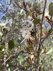 Cercocarpus