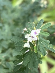 Lespedeza cuneata