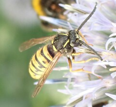 Dolichovespula saxonica