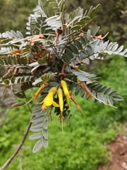 Sophora macrocarpa