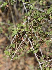 Cercocarpus