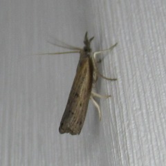 Fissicrambus mutabilis