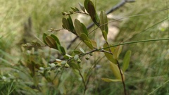 Chamaedaphne calyculata