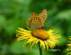 Argynnis paphia