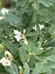 Lespedeza cuneata