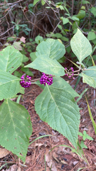Callicarpa americana