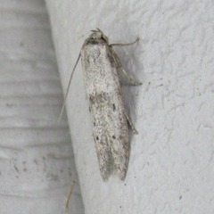 Blastobasis glandulella