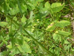 Pimpinella major