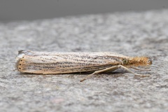 Agriphila vulgivagellus