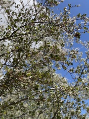 Cercocarpus