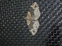 Xanthorhoe ferrugata