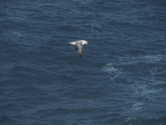 Fulmarus glacialis