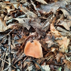 Desarmillaria caespitosa