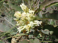 Asclepias nyctaginifolia