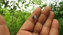 Gasteracantha cancriformis