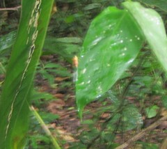 Cicadellinae