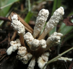Cordyceps