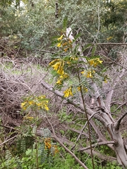 Sophora macrocarpa