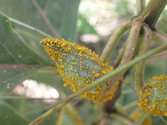 Asclepias nyctaginifolia
