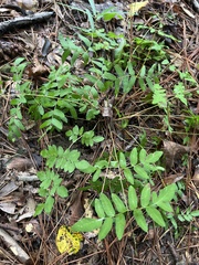 Osmunda spectabilis