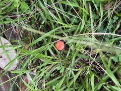 Amanita parcivolvata