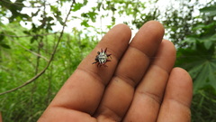 Gasteracantha cancriformis