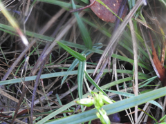 Pterostylis melagramma