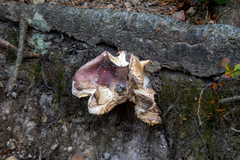 Amanita rubescens
