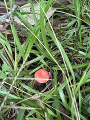 Amanita parcivolvata