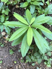 Rhododendron occidentale