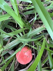 Amanita parcivolvata