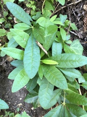 Rhododendron occidentale