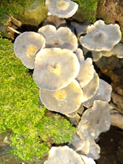 Mycena overholtsii